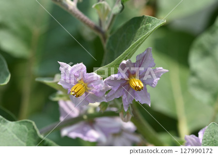 Beautiful pale purple eggplant flowers 127990172