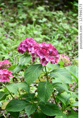 Hydrangea macrophylla 'Pearl' 127990173