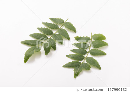 Sansho leaves Sansho leaves 127990182