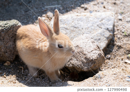 Baby rabbits playing on Okunoshima Baby rabbits playing on Okunoshima 127990498