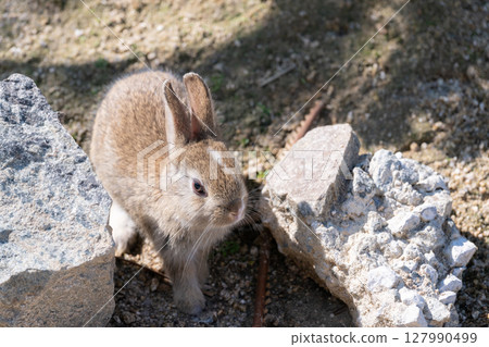 Baby rabbits playing on Okunoshima Baby rabbits playing on Okunoshima 127990499