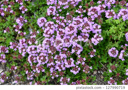 日本百里香 127990719