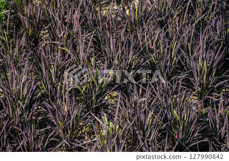 Purple rice (or Black rice) plant growing in paddy field. Purple rice is an heirloom variety of rice, indigenous to Asia. Purple rice (or Black rice) plant growing in paddy field. Purple rice is an heirloom variety of rice, indigenous to Asia. 127990842