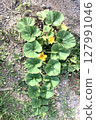 A picture of a healthy pumpkin seedling starting to flower 127991046