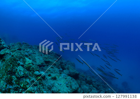 西表島海底潛水風景 127991138