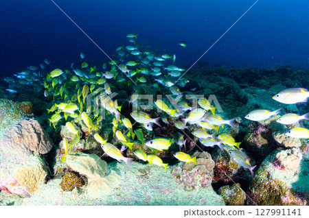 Diving scene in the sea of Iriomote Island 127991141
