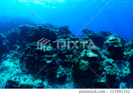 Diving scene in the sea of Iriomote Island Diving scene in the sea of Iriomote Island 127991142