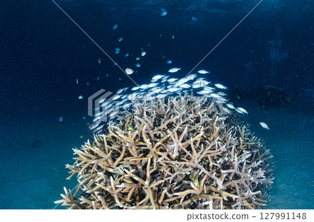 Diving scene in the sea of Iriomote Island Diving scene in the sea of Iriomote Island 127991148