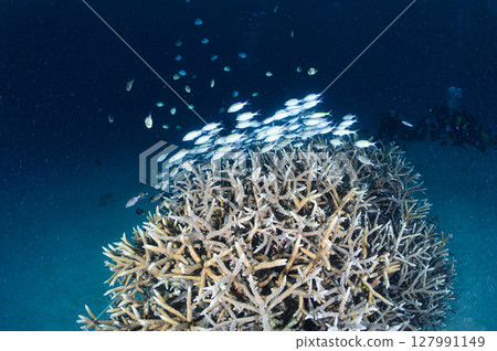 Diving scene in the sea of Iriomote Island Diving scene in the sea of Iriomote Island 127991149