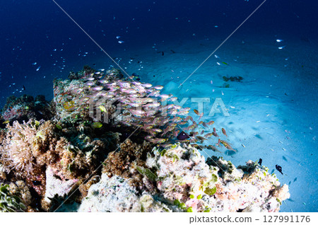 Diving scene in the sea of Iriomote Island 127991176
