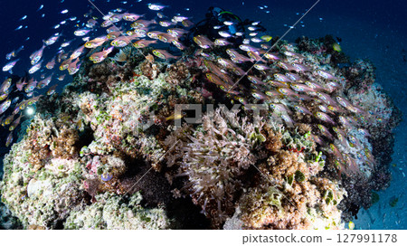 Diving scene in the sea of Iriomote Island 127991178