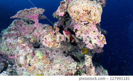 Diving scene in the sea of Iriomote Island Diving scene in the sea of Iriomote Island 127991181