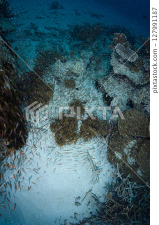Diving scene in the sea of Iriomote Island Diving scene in the sea of Iriomote Island 127991187