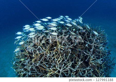 Diving scene in the sea of Iriomote Island 127991188