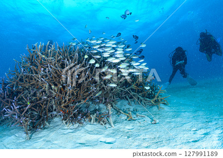 Diving scene in the sea of Iriomote Island Diving scene in the sea of Iriomote Island 127991189