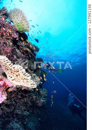 Diving scene in the sea of Iriomote Island Diving scene in the sea of Iriomote Island 127991198