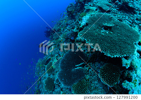 Diving scene in the sea of Iriomote Island Diving scene in the sea of Iriomote Island 127991200