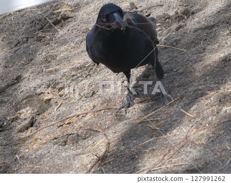 烏鴉 烏鴉 127991262