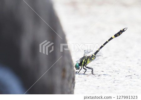 Onagasanae (male) Onagasanae (male) 127991323