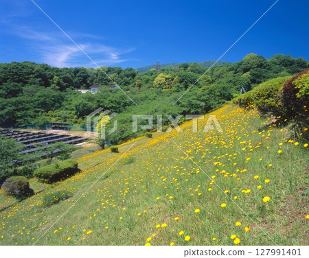 西宮市北山水庫的蒲公英群落和新綠 127991401