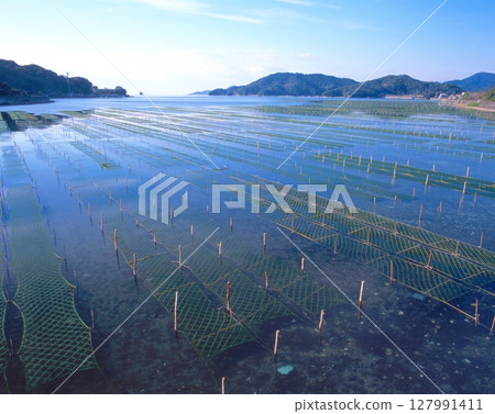 Ise-Shima/Minamiise, Gokasho Bay seaweed farm (near Minamiise Town Hall) / Ise-Shima National Park 127991411