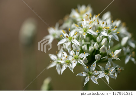 White flower of leek White flower of leek 127991581