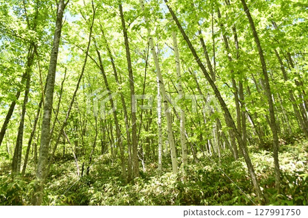 A refreshing tunnel of fresh green trees 127991750