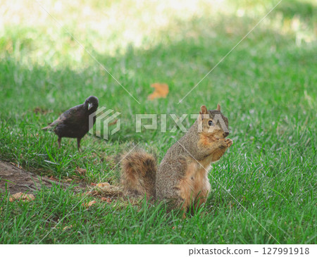 Squirrel Eating Nut in Green Grass Squirrel Eating Nut in Green Grass 127991918