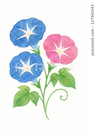 牽牛花的水彩插圖 127992043