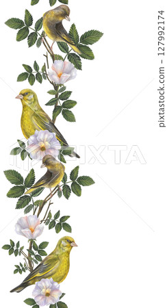 Vertical watercolor seamless border of rosehip flowers, branches, leaves and greenfinch birds. Illustration isolated on white background. Seamless vertical border pattern for long projects design  127992174