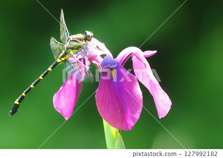 一隻雄性日本蜻蜓停在鳶尾花上 一隻雄性日本蜻蜓停在鳶尾花上 127992182