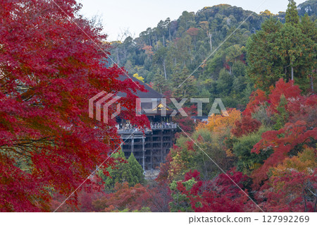 紅葉季節:清水寺正殿 紅葉季節:清水寺正殿 127992269