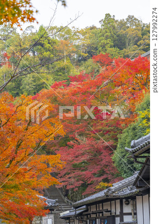 Autumn leaves season: Kiyomizu-dera temple grounds 127992274