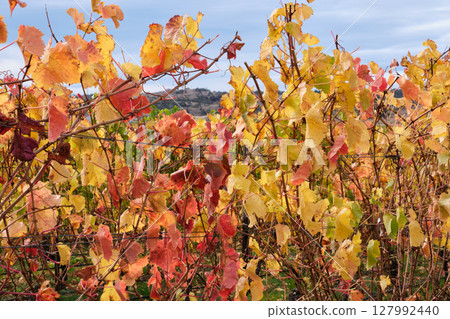 Autumn colours - Cranbrook 127992440