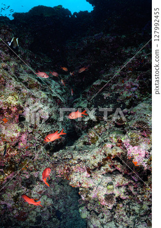 Diving scene in the sea of Iriomote Island 127992455