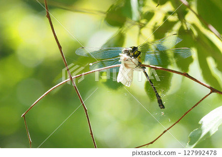 一隻雄性日本蜻蜓正在捕食一隻條紋白蝴蝶 127992478