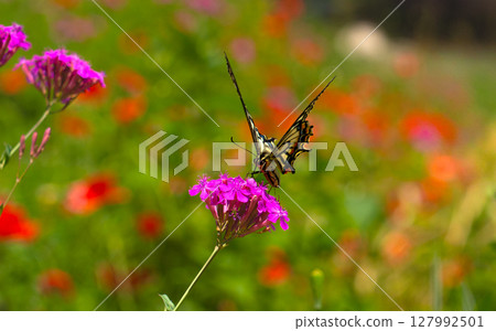 A butterfly sits on a wild flower. Butterflies sit on flowers, drink nectar. 127992501
