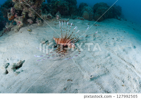 Diving scene in the sea of Iriomote Island Diving scene in the sea of Iriomote Island 127992505