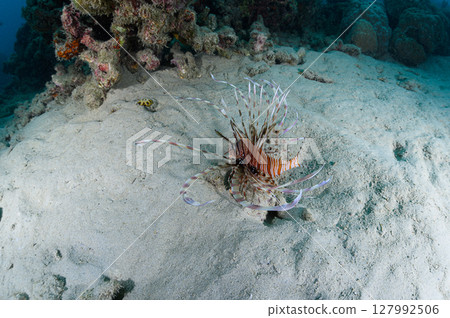 西表島海底潛水風景 西表島海底潛水風景 127992506