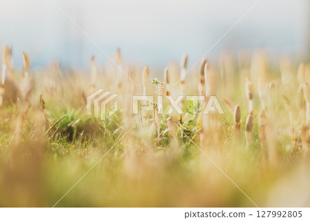 Horsetail grassland that signals the arrival of spring in Minami Ward, Niigata City 127992805