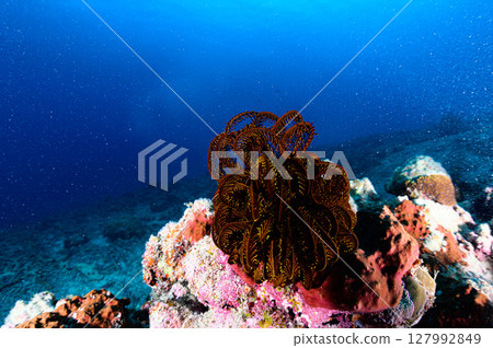 西表島海底潛水風景 127992849