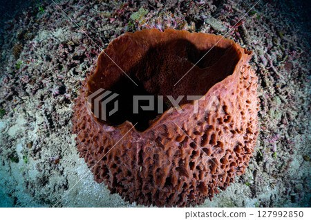 Diving scene in the sea of Iriomote Island Diving scene in the sea of Iriomote Island 127992850