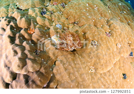 Diving scene in the sea of Iriomote Island Diving scene in the sea of Iriomote Island 127992851