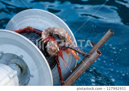 A moray eel landed as a bycatch. Spiny lobster fishing with gill nets. Hirizohama Nakagi Minamiizu Town Izu Peninsula Shizuoka Prefecture 2024 A moray eel landed as a bycatch. Spiny lobster fishing with gill nets. Hirizohama Nakagi Minamiizu Town Izu Peninsula Shizuoka Prefecture 2024 127992931