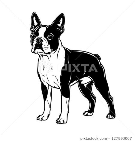 Vector illustration of a Boston Terrier dog standing proudly. Pet. 127993007