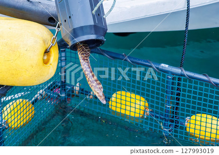 在海鰻漁場捕獲的海鰻被放歸魚池的瞬間。 2024年，靜岡縣伊豆半島南伊豆町，廣島中木 127993019