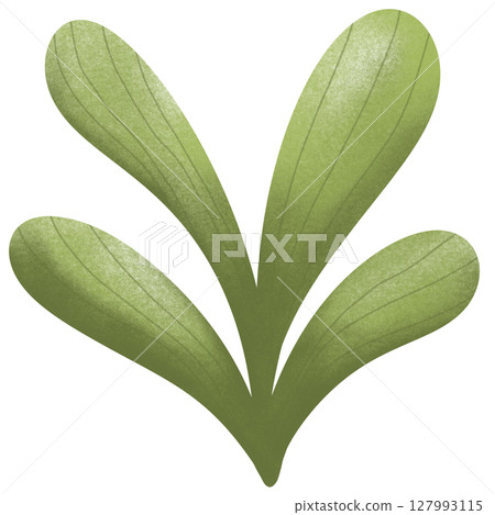 drawing leaf of green plant isolated drawing leaf of green plant isolated 127993115