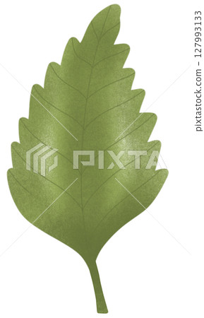 drawing leaf of green plant isolated 127993133