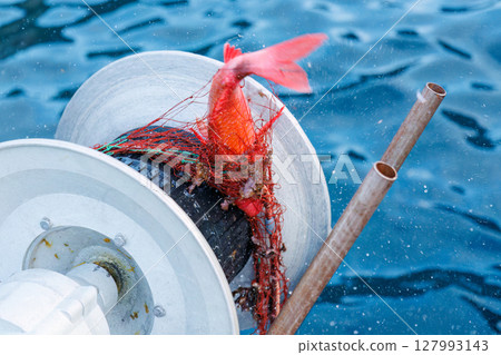 A bycatch of a Japanese goatfish. A gillnet fishing for spiny lobsters. Hirizohama, Nakagi, Minamiizu Town, Izu Peninsula, Shizuoka Prefecture, 2024 127993143