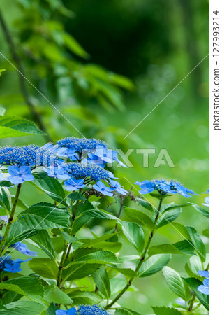Blue Hydrangea Blue Hydrangea 127993214